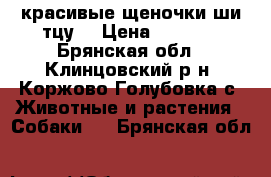 красивые щеночки ши-тцу  › Цена ­ 7 000 - Брянская обл., Клинцовский р-н, Коржово-Голубовка с. Животные и растения » Собаки   . Брянская обл.